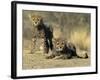 Cheetah Cubs, Acinonyx Jubatus, Duesternbrook Private Game Reserve, Windhoek, Namibia, Africa-Thorsten Milse-Framed Photographic Print