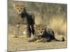 Cheetah Cubs, Acinonyx Jubatus, Duesternbrook Private Game Reserve, Windhoek, Namibia, Africa-Thorsten Milse-Mounted Photographic Print