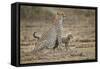 Cheetah Cubs and their Mother-Paul Souders-Framed Stretched Canvas