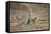 Cheetah Cubs and their Mother-Paul Souders-Framed Stretched Canvas