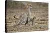 Cheetah Cubs and their Mother-Paul Souders-Stretched Canvas