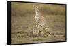 Cheetah Cubs and their Mother-Paul Souders-Framed Stretched Canvas