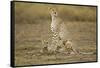 Cheetah Cubs and their Mother-Paul Souders-Framed Stretched Canvas