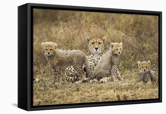 Cheetah Cubs and their Mother-Paul Souders-Framed Stretched Canvas