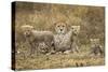 Cheetah Cubs and their Mother-Paul Souders-Stretched Canvas