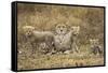 Cheetah Cubs and their Mother-Paul Souders-Framed Stretched Canvas