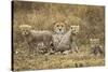 Cheetah Cubs and their Mother-Paul Souders-Stretched Canvas