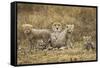 Cheetah Cubs and their Mother-Paul Souders-Framed Stretched Canvas