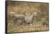 Cheetah Cubs and their Mother-Paul Souders-Framed Stretched Canvas