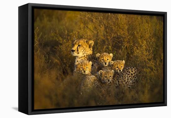 Cheetah Cubs and their Mother-Paul Souders-Framed Stretched Canvas