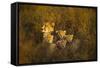 Cheetah Cubs and their Mother-Paul Souders-Framed Stretched Canvas