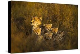 Cheetah Cubs and their Mother-Paul Souders-Stretched Canvas