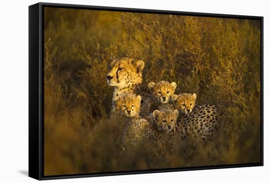 Cheetah Cubs and their Mother-Paul Souders-Framed Stretched Canvas