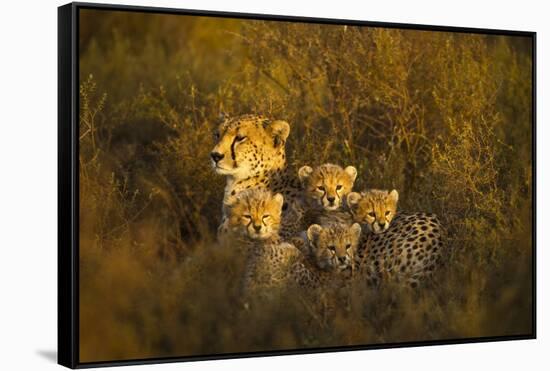 Cheetah Cubs and their Mother-Paul Souders-Framed Stretched Canvas