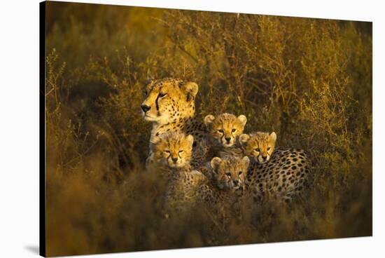 Cheetah Cubs and their Mother-Paul Souders-Stretched Canvas