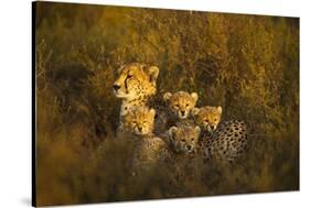 Cheetah Cubs and their Mother-Paul Souders-Stretched Canvas