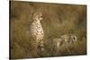 Cheetah Cubs and their Mother-Paul Souders-Stretched Canvas