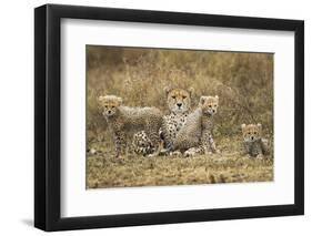 Cheetah Cubs and their Mother-Paul Souders-Framed Premium Photographic Print