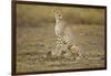 Cheetah Cubs and their Mother-Paul Souders-Framed Photographic Print