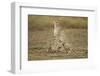 Cheetah Cubs and their Mother-Paul Souders-Framed Photographic Print