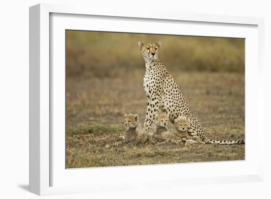 Cheetah Cubs and their Mother-Paul Souders-Framed Photographic Print