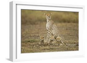 Cheetah Cubs and their Mother-Paul Souders-Framed Photographic Print