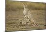 Cheetah Cubs and their Mother-Paul Souders-Mounted Photographic Print