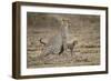 Cheetah Cubs and their Mother-Paul Souders-Framed Photographic Print