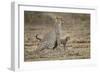 Cheetah Cubs and their Mother-Paul Souders-Framed Photographic Print