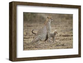 Cheetah Cubs and their Mother-Paul Souders-Framed Photographic Print