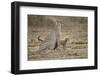 Cheetah Cubs and their Mother-Paul Souders-Framed Photographic Print