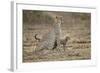 Cheetah Cubs and their Mother-Paul Souders-Framed Photographic Print