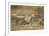 Cheetah Cubs and their Mother-Paul Souders-Framed Photographic Print