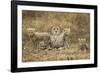 Cheetah Cubs and their Mother-Paul Souders-Framed Photographic Print