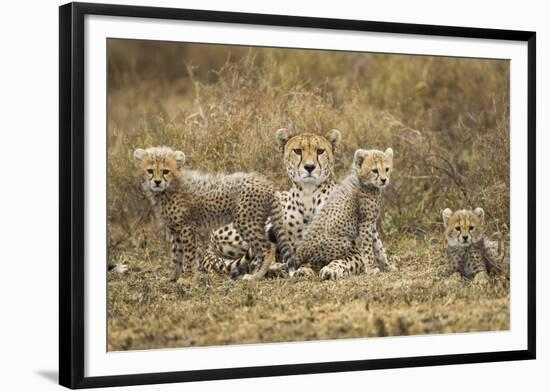 Cheetah Cubs and their Mother-Paul Souders-Framed Photographic Print