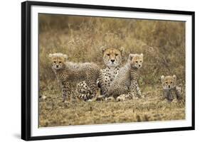 Cheetah Cubs and their Mother-Paul Souders-Framed Photographic Print