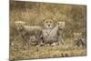 Cheetah Cubs and their Mother-Paul Souders-Mounted Photographic Print