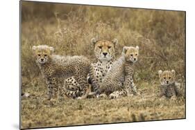 Cheetah Cubs and their Mother-Paul Souders-Mounted Photographic Print