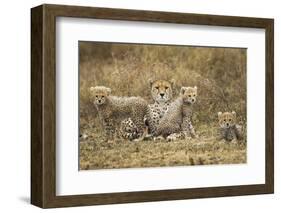 Cheetah Cubs and their Mother-Paul Souders-Framed Photographic Print