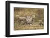 Cheetah Cubs and their Mother-Paul Souders-Framed Photographic Print