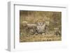 Cheetah Cubs and their Mother-Paul Souders-Framed Photographic Print