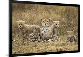 Cheetah Cubs and their Mother-Paul Souders-Framed Photographic Print