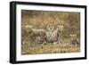 Cheetah Cubs and their Mother-Paul Souders-Framed Photographic Print