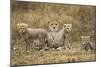 Cheetah Cubs and their Mother-Paul Souders-Mounted Photographic Print