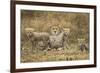 Cheetah Cubs and their Mother-Paul Souders-Framed Photographic Print