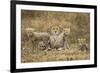 Cheetah Cubs and their Mother-Paul Souders-Framed Photographic Print