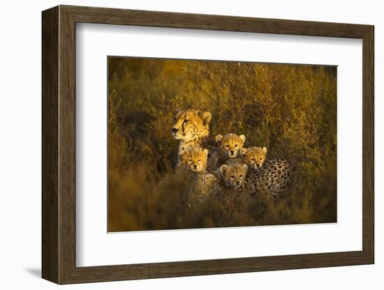 Cheetah Cubs and their Mother-Paul Souders-Framed Photographic Print