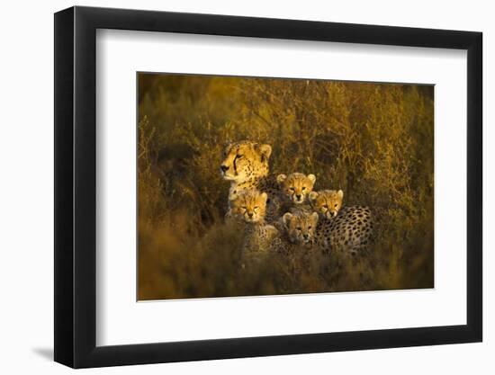 Cheetah Cubs and their Mother-Paul Souders-Framed Photographic Print