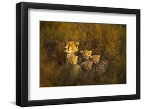 Cheetah Cubs and their Mother-Paul Souders-Framed Photographic Print