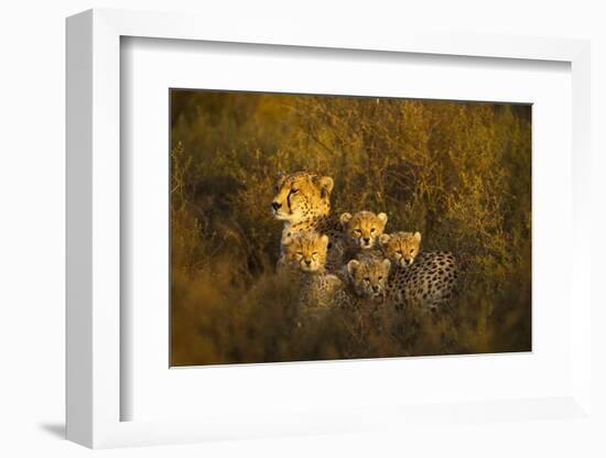 Cheetah Cubs and their Mother-Paul Souders-Framed Photographic Print